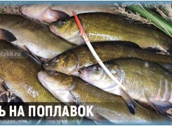 Ловля линя на удочку и подготовка поплавочной снасти