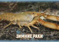 Как ловить раков зимой через лунку