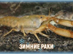Как ловить раков зимой через лунку