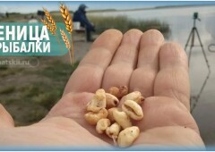 Как приготовить пшеницу для рыбалки и использовать зёрна