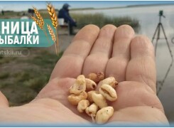 Как приготовить пшеницу для рыбалки и использовать зёрна