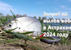 Запрет на вылов воблы в Астраханской области в 2024 году