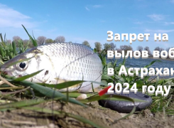 Запрет на вылов воблы в Астраханской области в 2024 году
