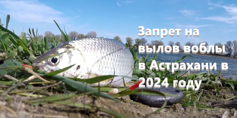 Запрет на вылов воблы в Астраханской области в 2024 году