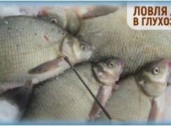 Ловля леща в глухозимье на реке и повадки рыбы
