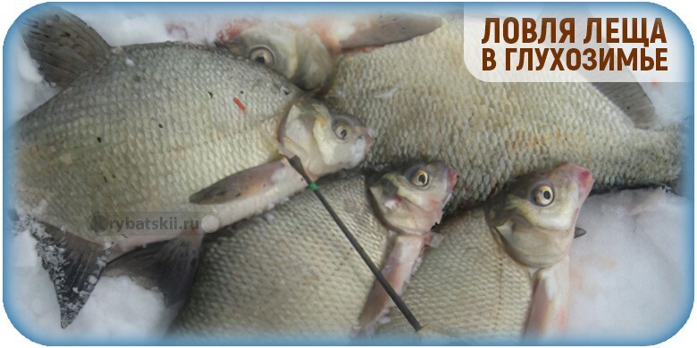 Ловля леща в глухозимье на реке и повадки рыбы