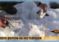 Ловля форели зимой на жерлицы и поставушки