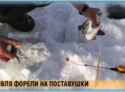 Ловля форели зимой на жерлицы и поставушки