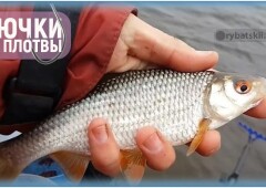Какой размер и номер крючка лучше выбрать на плотву