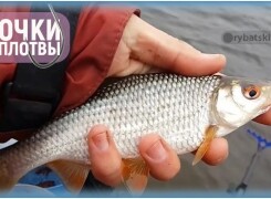 Какой размер и номер крючка лучше выбрать на плотву