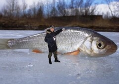 ТОП-10 самой крупной плотвы в мире и России