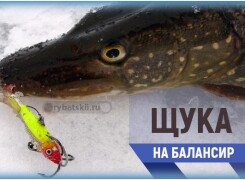 Зимняя рыбалка на щуку с балансиром и подготовка снасти
