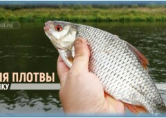 Как ловить плотву на поплавок и оснастить удочку