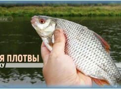 Как ловить плотву на поплавок и оснастить удочку
