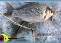Ловля карася зимой на мормышку и топ лучших моделей
