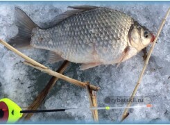 Ловля карася зимой на мормышку и топ лучших моделей
