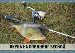 Тактика ловли окуня весной на спиннинг с берега