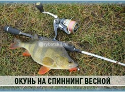 Тактика ловли окуня весной на спиннинг с берега
