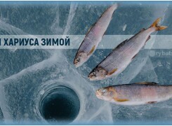 Зимняя рыбалка на хариуса со льда и подготовка снастей