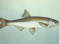 Шамайка (царская рыба)