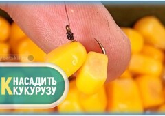 Как насадить кукурузу на крючок для карпа, карася и леща