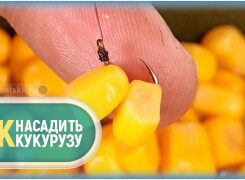 Как насадить кукурузу на крючок для карпа, карася и леща