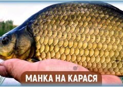 Как сделать манку для рыбалки на карася