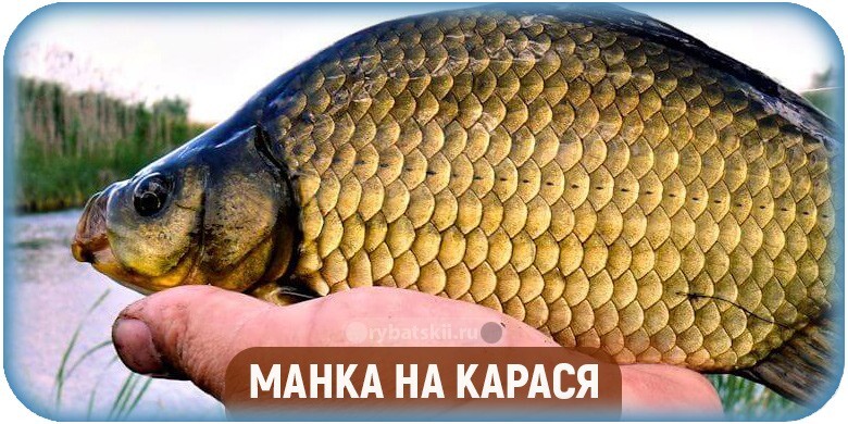 Как сделать манку для рыбалки на карася