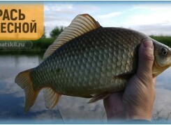 Тактика весенней рыбалки на карася и поиск рыбы