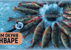 Как ловить окуня в январе и отыскать хищника в глухой период