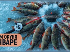 Как ловить окуня в январе и отыскать хищника в глухой период