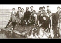 Самая большая белуга в мире и в России — ТОП 10