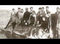 Самая большая белуга в мире и в России — ТОП 10