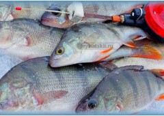 Хитрости зимней рыбалки на окуня на мормышку