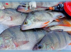 Хитрости зимней рыбалки на окуня на мормышку
