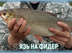 Как поймать язя на фидер: секреты бывалых рыболовов