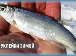 Как ловить уклейку со льда и подготовить зимнюю оснастку