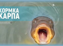 Как делать прикормку для карпа своими руками и выбрать покупные корма