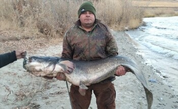 Отчет о ловле трофейного сома (32 килограмма) на Волге в ноябре