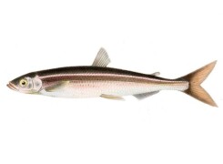 Рыба корюшка (снеток)