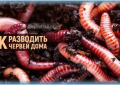 Как разводить червей для рыбалки дома и на даче