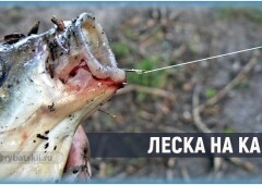 Какую основную леску выбрать для ловли карася