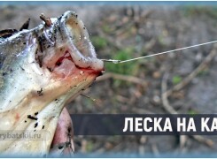 Какую основную леску выбрать для ловли карася
