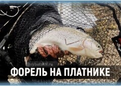 Ловля форели на платнике и рабочие снасти для рыбалки