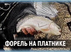 Ловля форели на платнике и рабочие снасти для рыбалки