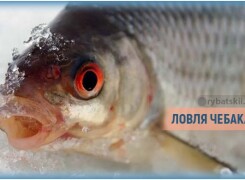 Секреты рыбалки на чебака зимой и выбор приманок