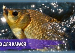 Как приготовить тесто для ловли карася по лучшим рецептам