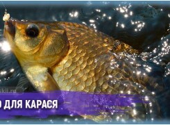 Как приготовить тесто для ловли карася по лучшим рецептам
