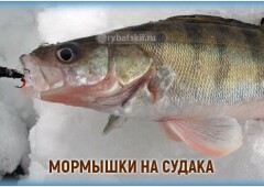 Как выбрать мормышки на судака для зимней рыбалки
