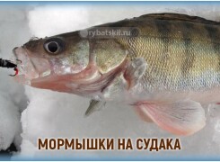 Как выбрать мормышки на судака для зимней рыбалки